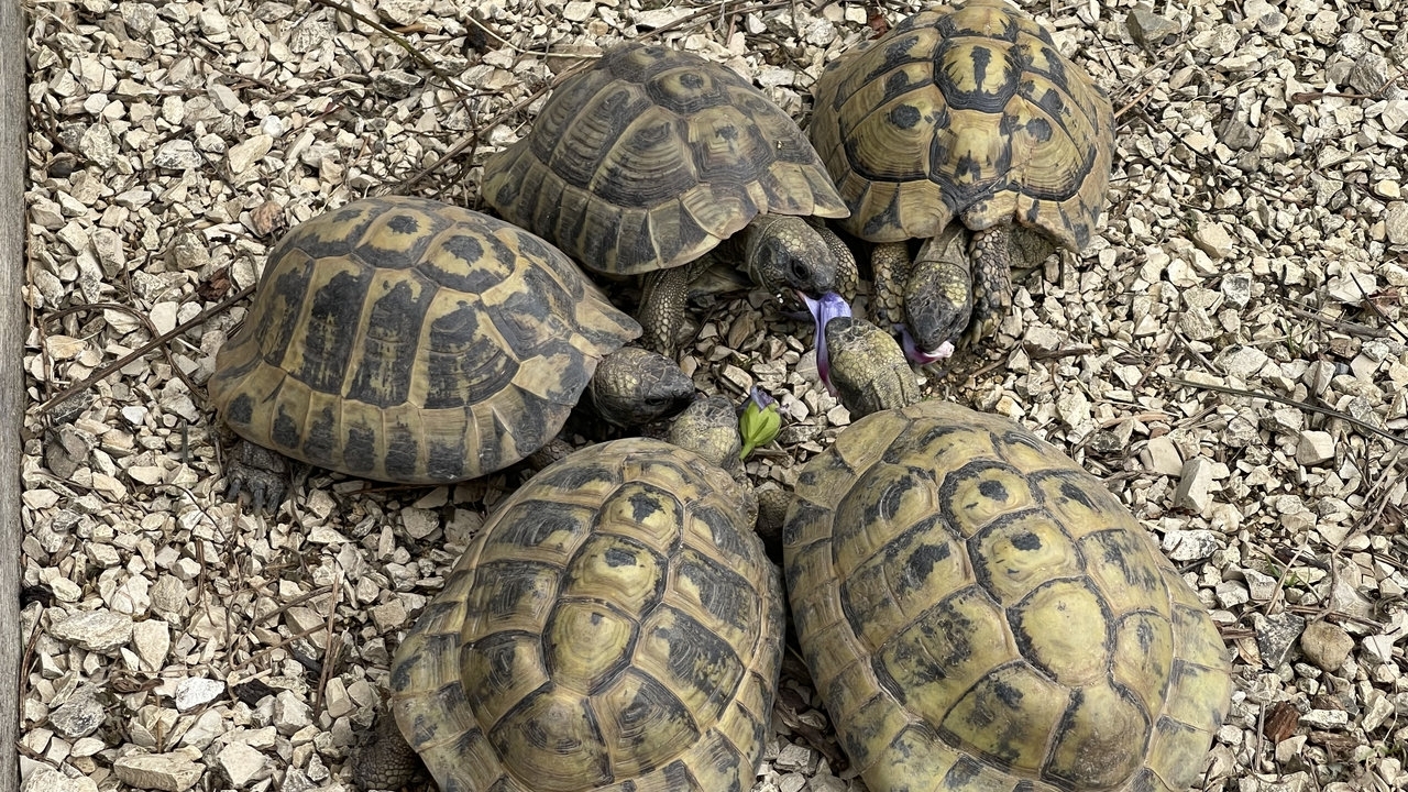 Landschildkröten