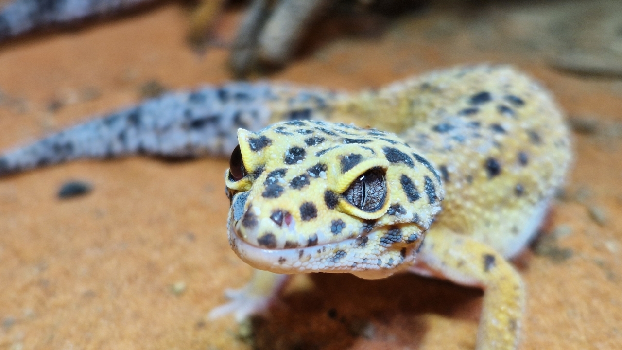 Leopardgecko-Weibchen