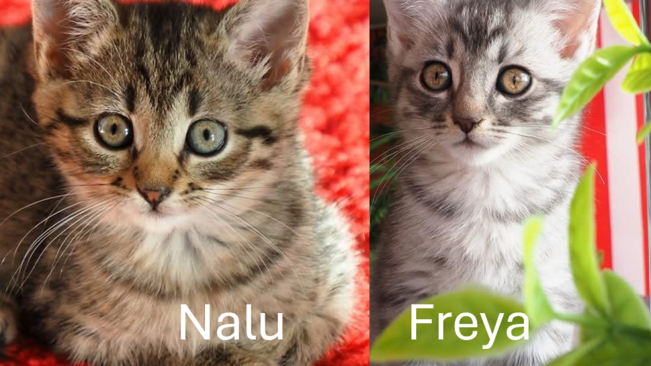 Nalu & Freya