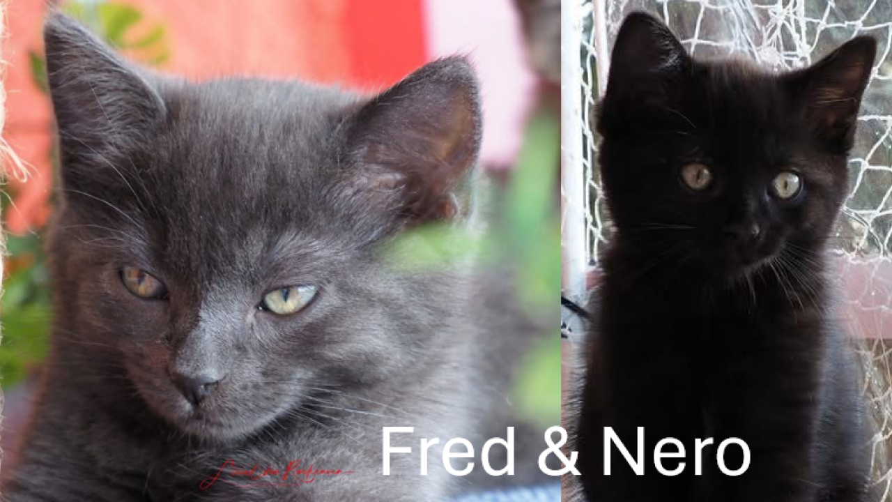 Nero & Fred