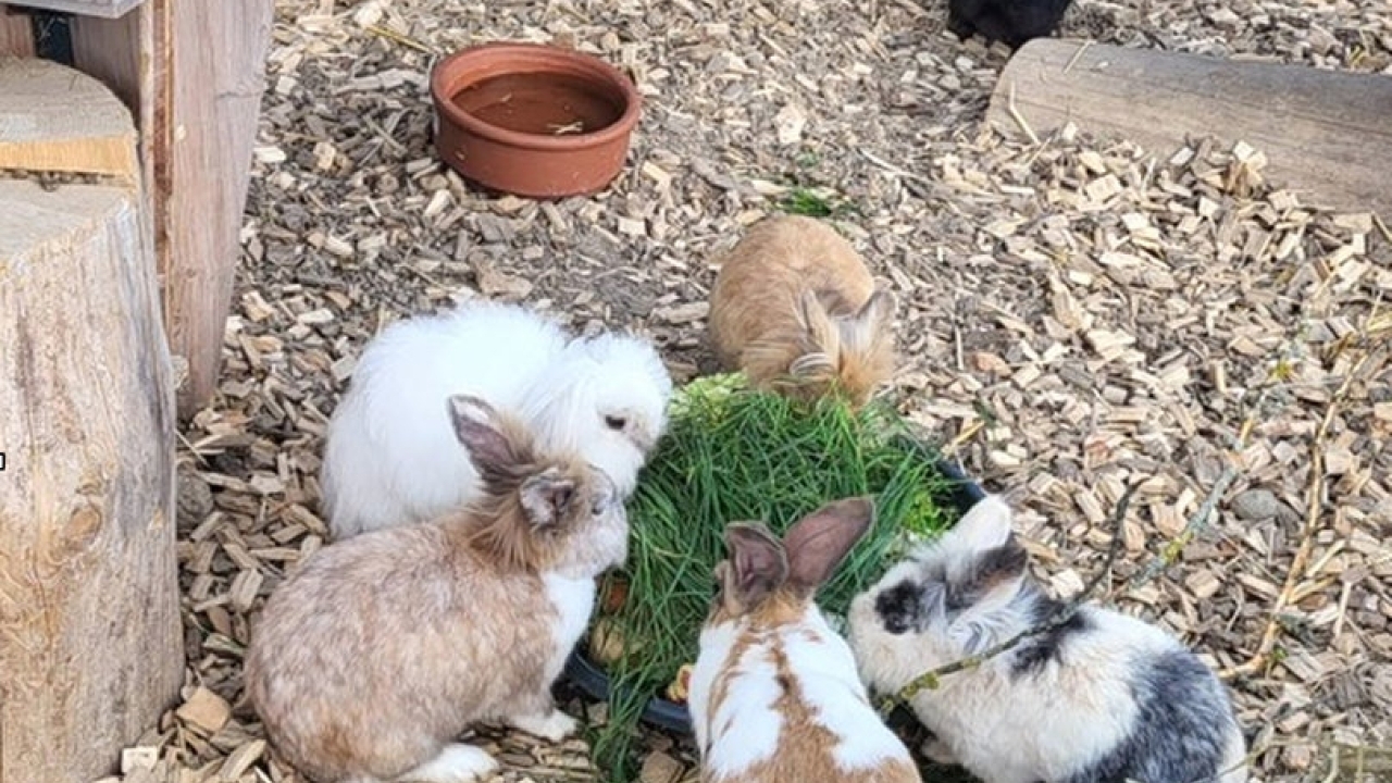 Tierschutzkaninchen suchen artgerechte Plätze