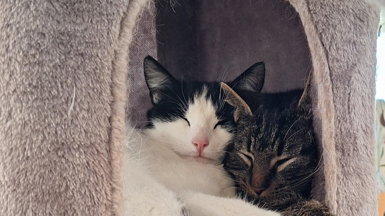 Tigi und Felix