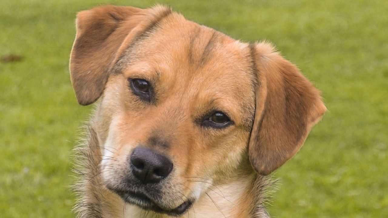 Hunde