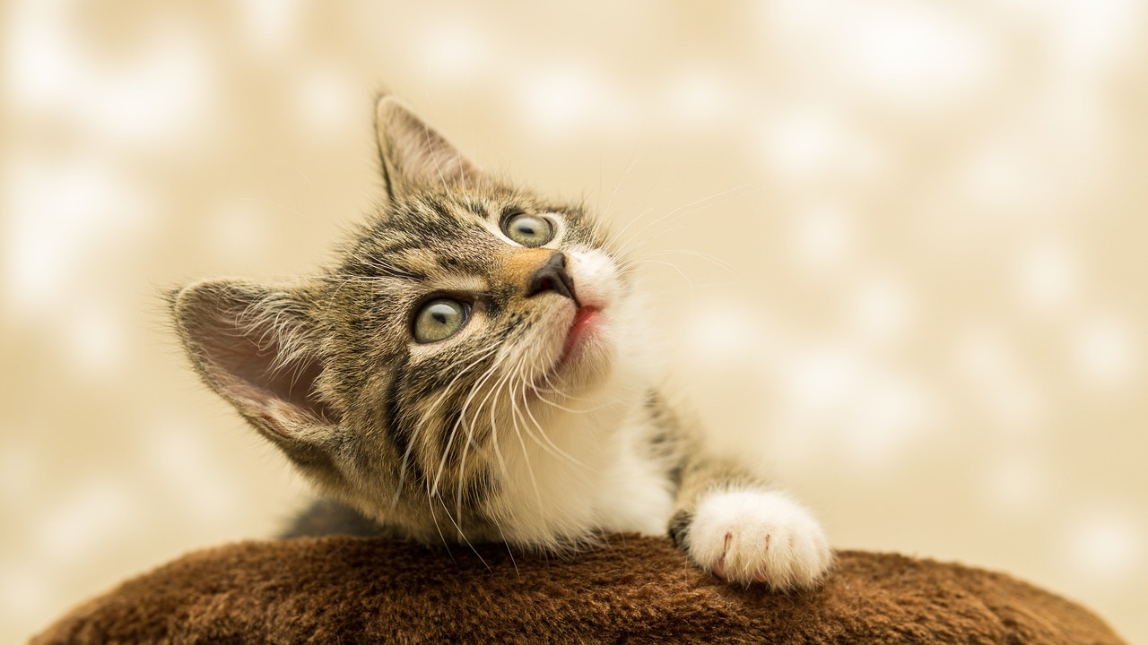 Katzen