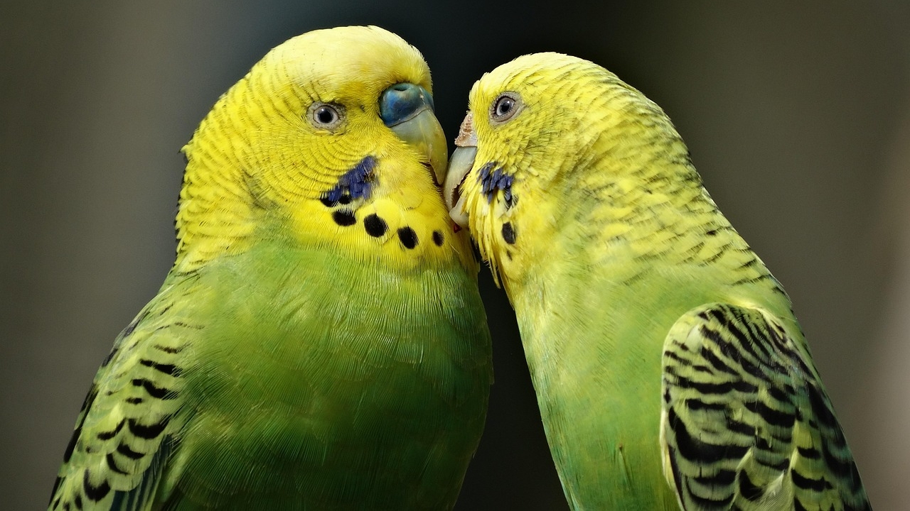 Vögel